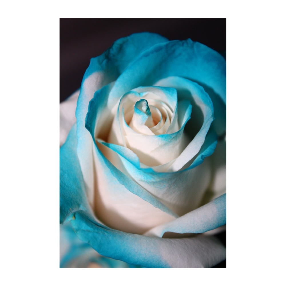 Rose Photo Print (bigger)